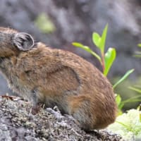北海道で出会った鳥たち❽‼️    2025.6.20   撮影