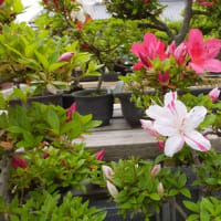 今年の開花が始まりました