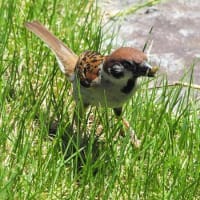 雀のスーちゃん