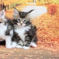 やっぱり違う