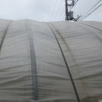 一雨あって