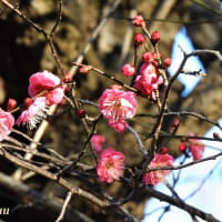 「県立相模原公園」では百花に先駆けて梅の開花進む！！