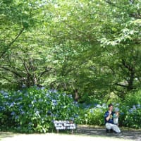 あじさいの花咲く小道