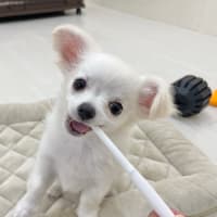 チワワちゃん、お引越しします…。。