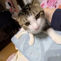クリンへの想いは尽きなくて・・・306（クー君のこと）
