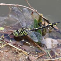 ウチワヤンマ　２０２５＜６月＞