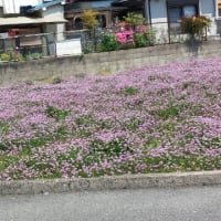 レンゲ畑