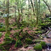 屋久島だより　その２