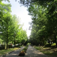 夏のウォーキング・・・熱中症に気を付けながら無理をしないことが大切ですよね　今日のテクテク散歩コースは日陰ルートです
