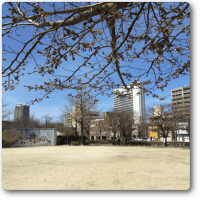 桜の開花