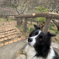 なぜにモコモコ？