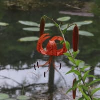 オニユリだらけ～六甲高山植物園2024/8上旬（2）