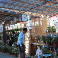 入谷朝顔まつり（朝顔市）