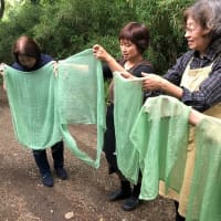 ワークショップ「初めての草木染め（１）ヨモギで染めよう」