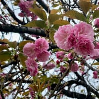 桜散る４月と、これからの花の洪水に