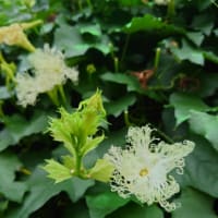 夜に咲く花