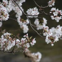 令和７年４月、私達の散歩道 染井吉野桜満開