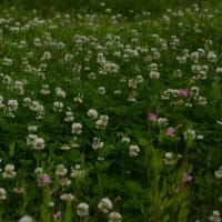 山陽新幹線N700A系　シロツメクサ花が咲き乱れる　2024-05-05
