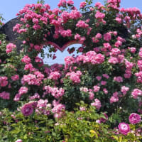 ロイズのバラ園へ
