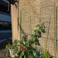 7月になりました、お久しぶりです。。。菌ちゃん農法の記録２