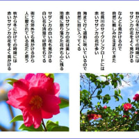 サザンカの花