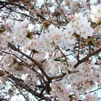 桜は、下を向いて咲く花！？　～ありふれた日常の中の小さな発見～