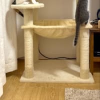 子猫たちの近況