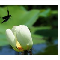 白蓮は指定席