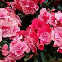 薔薇と見まごう美しいベゴニア　東京　広尾PLAZA　
