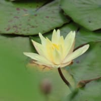 梅雨の睡蓮