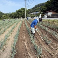 ◆  千代ネギ