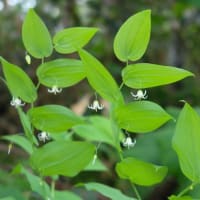 八幡平の花〜その２
