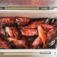 F様のイサキ＆根魚釣りのリレー船釣行（川津港）。