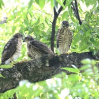 心に残る情景*「鳥景」見沼の小さな森、ツミの家族