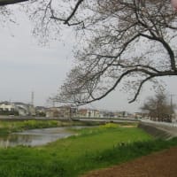 ４月の操法日について　＆　柳瀬川の桜②