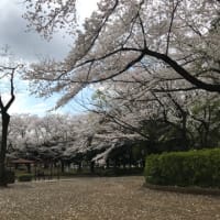 2024/04/08小室無線の桜祭り