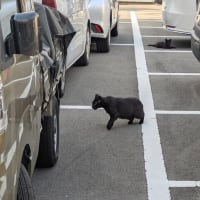 黒猫