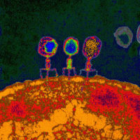 逆に、細菌がBacteriophageを攻撃