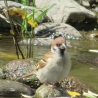 変わりやすい天気で、