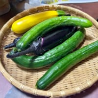 初夏の農産物・・・2025年7月