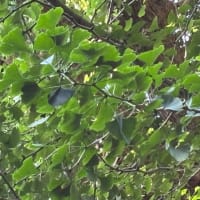 1本のイチョウの木に雄の葉と雌の葉が？！