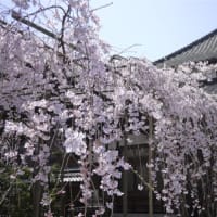 浦和玉蔵院の枝垂桜2012