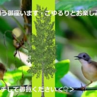 2024ー08（👴）ひろし曾爺の生涯学習～花散歩と花壇！