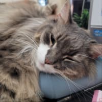 きょうは