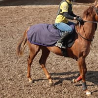 ウリズンベー、良い馬っぷり！