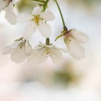 4月の4枚　