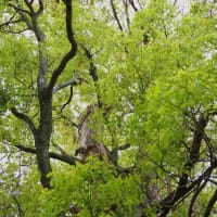愛媛県西条市、壬生川「森岡神社のクスノキ」（保存樹木）です！！