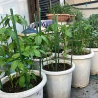 バルコニー菜園の夏パターン