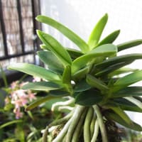 富貴蘭 「玉金剛」 (Vanda falcata 'Tamakongou') - ベランダ蘭