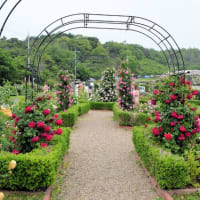 泉南市農業公園　花咲きファーム　バラ園　